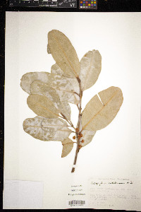 Calophyllum antillanum image