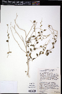 Encelia frutescens image