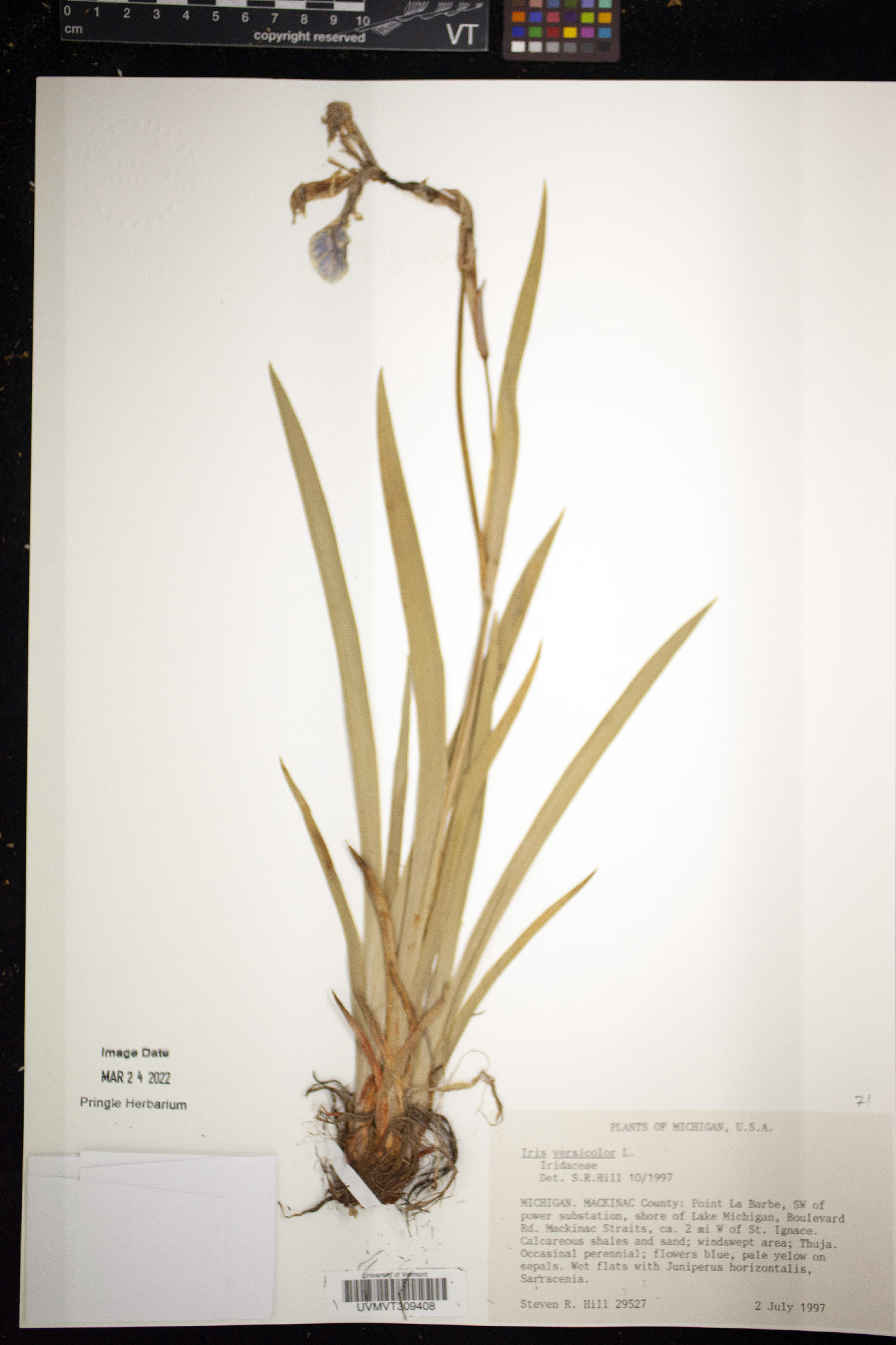 Iris bicolor image