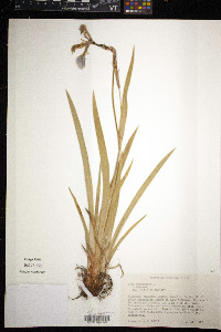 Media resource of Iris bicolor