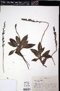 Goodyera oblongifolia image