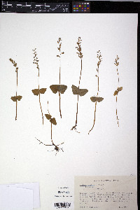 Listera cordata image
