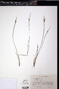 Sisyrinchium albidum image