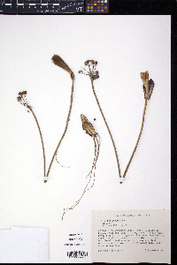 Allium tricoccum image