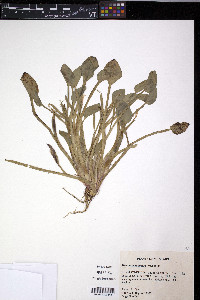 Heteranthera limosa image