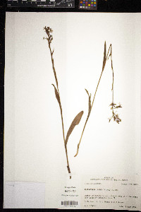 Platanthera lacera image