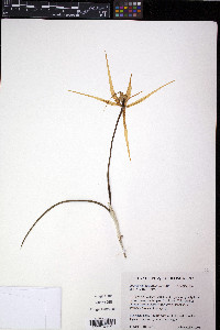 Brassavola cucullata image