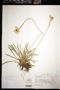 Media resource of Hymenoxys herbacea