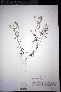 Gnaphalium uliginosum image