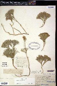 Diphasiastrum tristachyum image