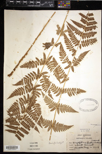 Dryopteris × boottii image