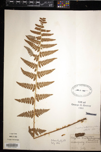 Dryopteris × boottii image