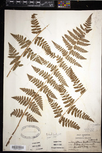 Dryopteris × boottii image
