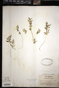 Cryptogramma stelleri image