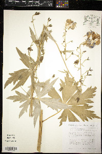 Aconitum columbianum image
