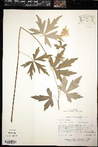 Aconitum uncinatum image