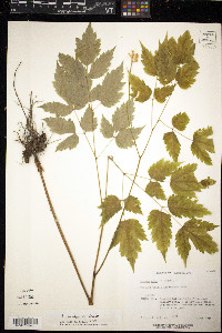 Actaea pachypoda image