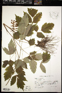 Actaea pachypoda image