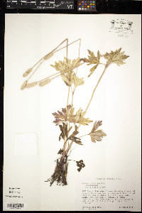 Anemone cylindrica image