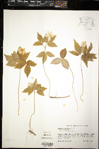 Anemone lancifolia image