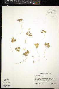 Anemone minima image