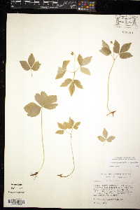 Anemone quinquefolia var. quinquefolia image