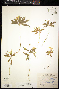 Anemone ranunculoides image