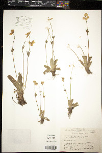 Media resource of Anemonastrum coelestinum