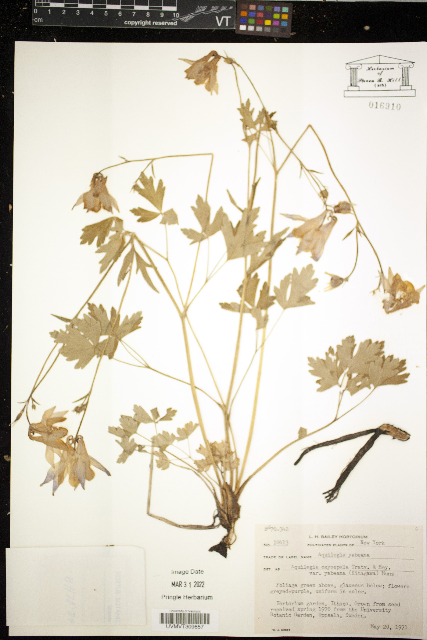 Aquilegia yabeana image