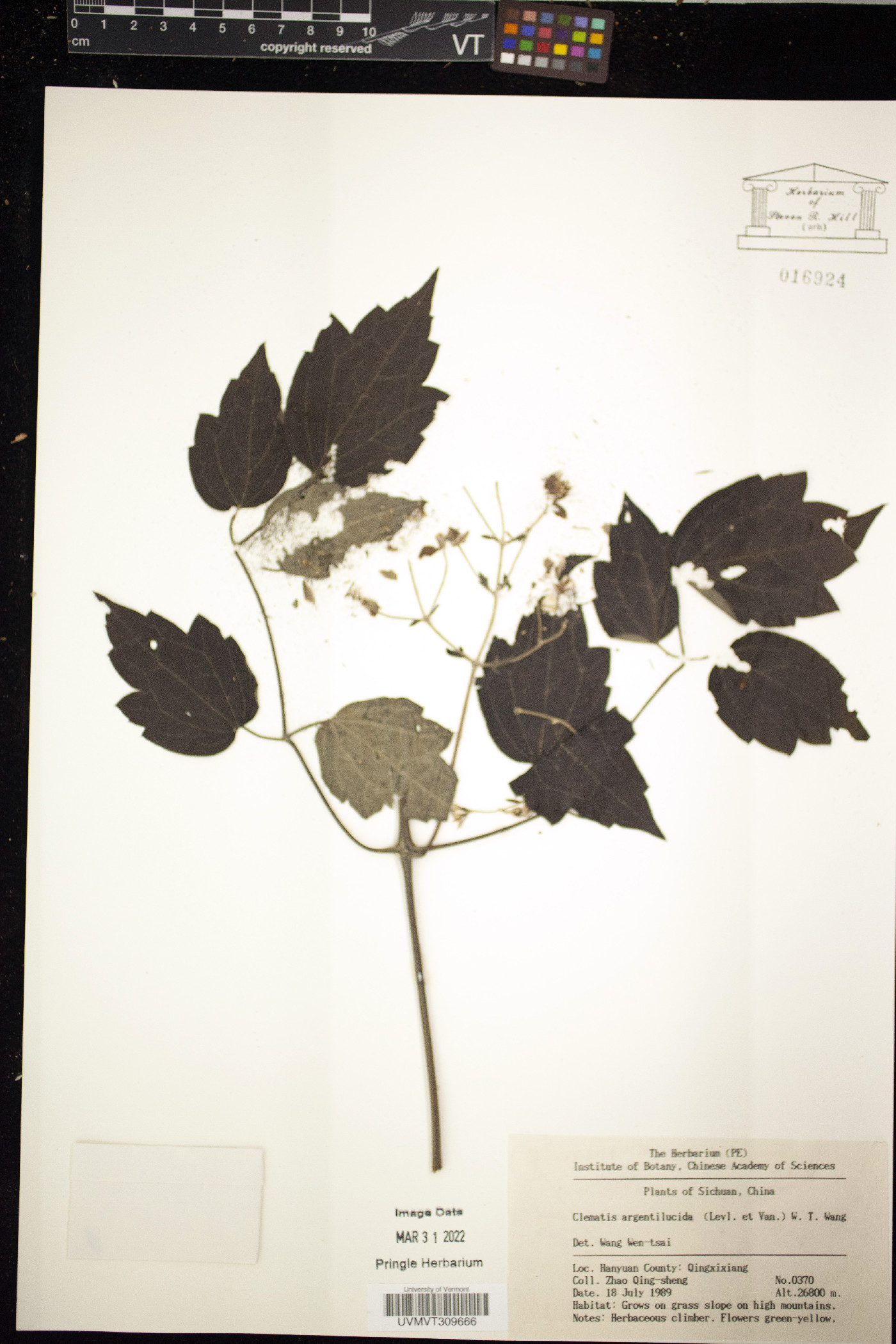 Clematis apiifolia var. argentilucida image