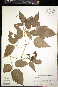 Clematis dioica image