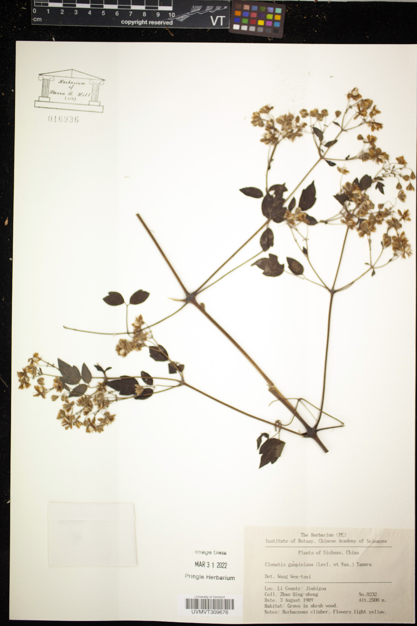 Clematis puberula var. ganpiniana image
