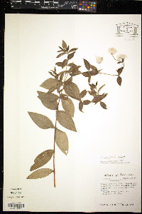 Clematis integrifolia image