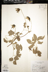 Clematis pitcheri image