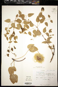 Clematis versicolor image