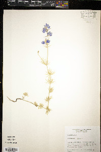 Delphinium ajacis image