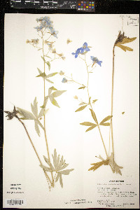 Delphinium newtonianum image