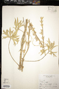 Delphinium carolinianum image