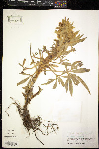 Helleborus foetidus image
