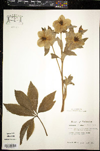 Helleborus niger image