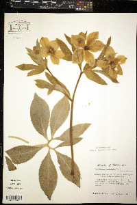 Helleborus orientalis image