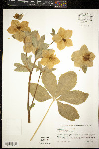 Helleborus orientalis image