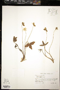 Anemone acutiloba image
