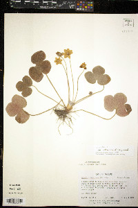Anemone americana image