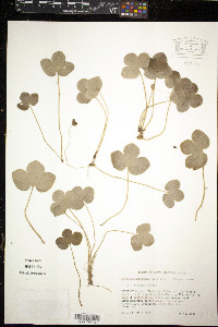 Anemone americana image