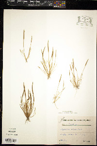Myosurus minimus image