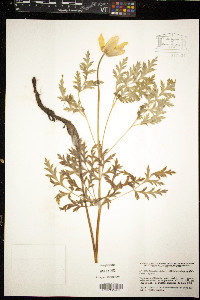 Pulsatilla alpina image