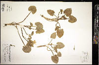 Ficaria verna image
