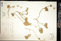 Ficaria verna image