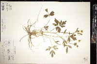 Ranunculus hispidus var. hispidus image